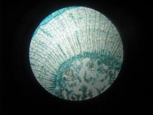 Life in Detail 2 by Nate Brelsford